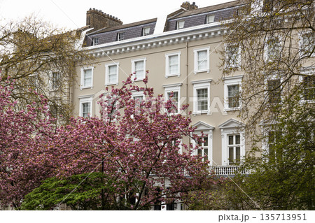 Luxury Residential Street in London with Blossoming Sakura 135713951