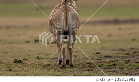 Wild Animal Walking Away in Natural Habitat Wild Animal Walking Away in Natural Habitat 135713992