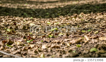 fallen leaves on ground fallen leaves on ground 135713998