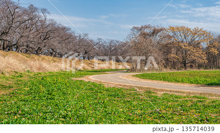 木津川河川敷から眺めた背割堤冬枯れの桜並木　京都府八幡市 135714039