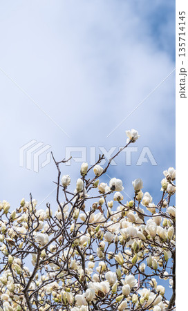 モクレンの花 135714145