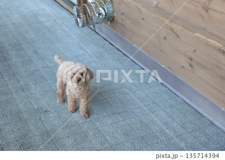 トイプードル 135714394