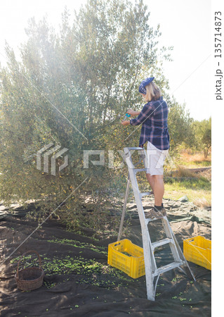 Senior harvest worker climbing aluminum ladder in olive orchard picking olives on tarp, copy space Senior harvest worker climbing aluminum ladder in olive orchard picking olives on tarp, copy space 135714873