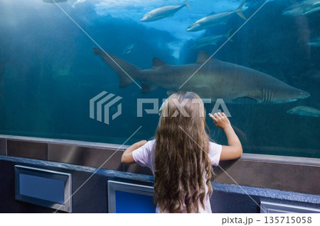 Female child pressing arms on protective ledge and pointing at shark swimming behind aquarium glass Female child pressing arms on protective ledge and pointing at shark swimming behind aquarium glass 135715058