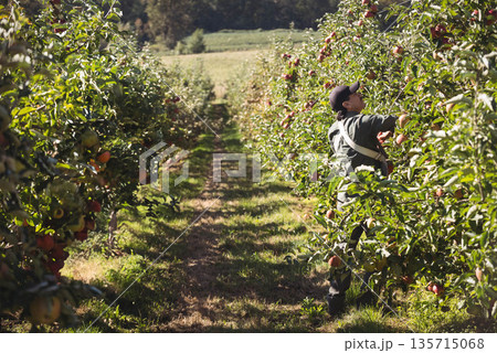 Man wearing workwear and carrying harvest bag, picking ripe apples from sunlit orchard, copy space Man wearing workwear and carrying harvest bag, picking ripe apples from sunlit orchard, copy space 135715068