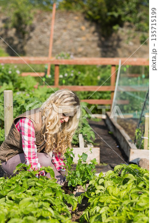 Adult female gardener kneeling in raised beds at backyard garden tending seedlings by cold frame 135715199