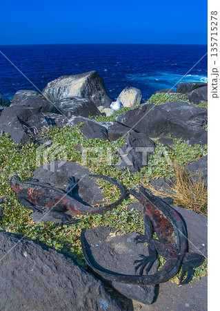 Marine Iguana, Galapagos National Park Marine Iguana, Galapagos National Park 135715278