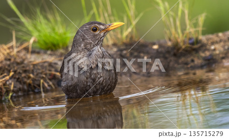 Blackbird, Spain 135715279