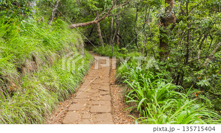 Vereda dos Balcoes PR11 Mountain Footpath, Madeira, Portugal Vereda dos Balcoes PR11 Mountain Footpath, Madeira, Portugal 135715404