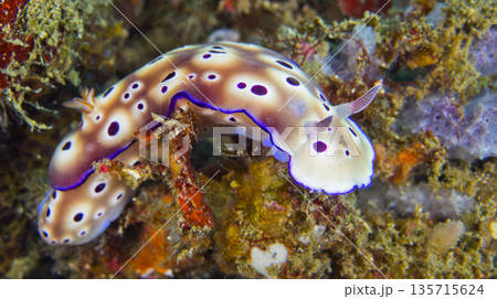 Tryon s Risbecia Sea Slug, Sulawesi Tryon s Risbecia Sea Slug, Sulawesi 135715624