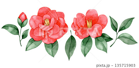 Watercolor illustration of a set of pink camellia flowers. 135715903