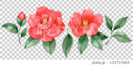 Watercolor illustration of a set of pink camellia flowers. 135715903