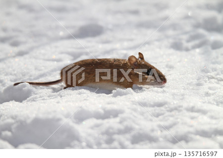 雪下のトンネルから這い出し餌を探すエゾアカネズミ　蝦夷赤鼠　野ネズミ 135716597