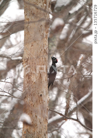 クマゲラ　くまげら　熊啄木鳥　北海道野鳥 135716729
