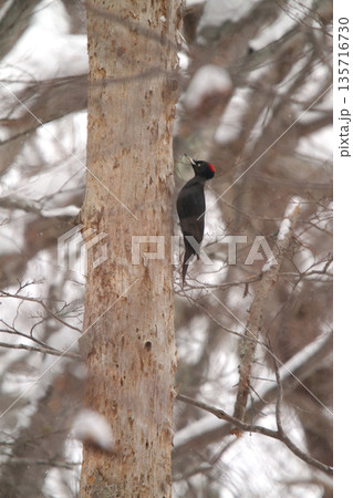 クマゲラ　くまげら　熊啄木鳥　北海道野鳥 135716730
