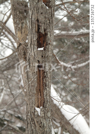 クマゲラの食害 くまげら 熊啄木鳥 北海道野鳥 クマゲラの食害 くまげら 熊啄木鳥 北海道野鳥 135716732