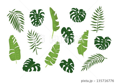 Lush tropical leaves in vibrant green tones on a clean white background. Lush tropical leaves in vibrant green tones on a clean white background. 135716776