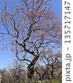 青空に咲く紅梅の木｜春の訪れ 135717147