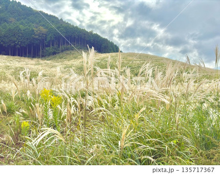 秋のススキ草原と山並み|日本の自然風景 秋のススキ草原と山並み|日本の自然風景 135717367