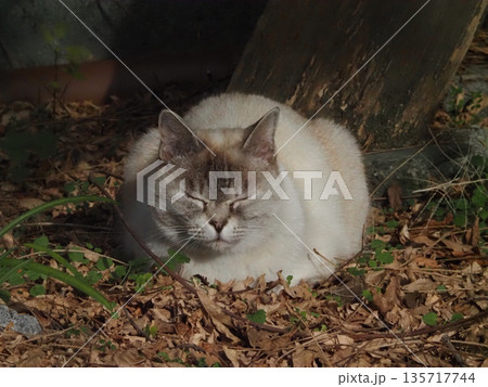 「いい気持ち…」（冬の日差しを浴びてくつろぐシマネコ） 135717744