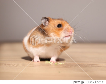 ハムスターの食事後の散らかし 135717754