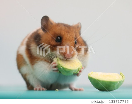 キャベツにハムスターハムスター 135717755