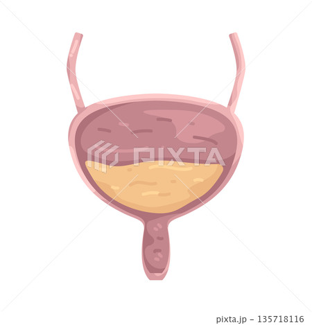 Illustration of bladder 135718116