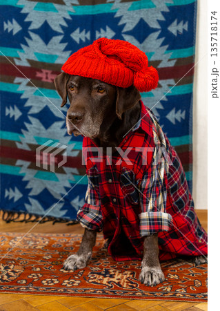 Labrador Retriever Dog in a red shirt and hat sits on the floor with sad face. 135718174