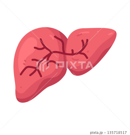 Illustration of liver 135718517