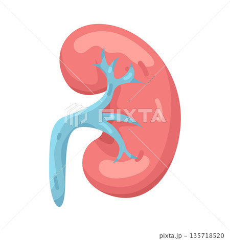 Illustration of kidney 135718520