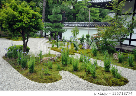 京都　廬山寺　桔梗の庭 135718774