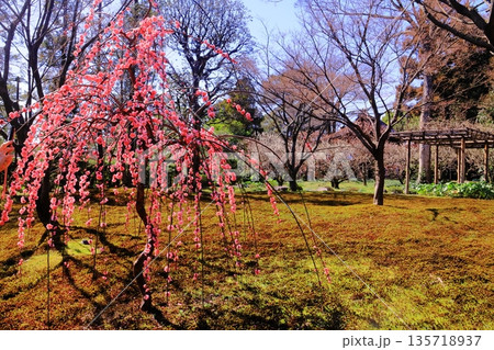 城南宮（京都市伏見区）源氏物語花の庭　平安の庭　しだれ梅 135718937