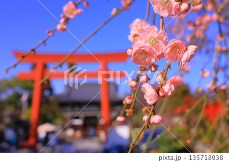 梅宮神社((京都市右京区)満開の梅 梅宮神社((京都市右京区)満開の梅 135718938