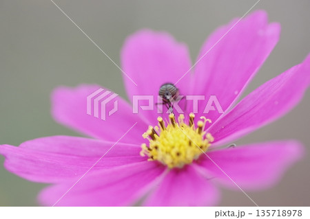 ハエとコスモス ハエとコスモス 135718978