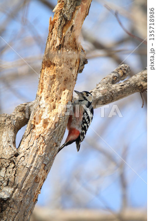 オオアカゲラ、大赤啄木鳥、エゾオオアカゲラ　アカゲラ　北海道野鳥 135718986