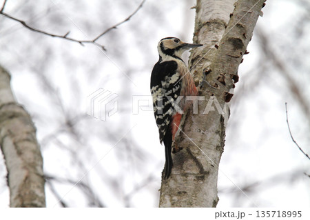 オオアカゲラ、大赤啄木鳥、エゾオオアカゲラ アカゲラ 北海道野鳥 オオアカゲラ、大赤啄木鳥、エゾオオアカゲラ アカゲラ 北海道野鳥 135718995