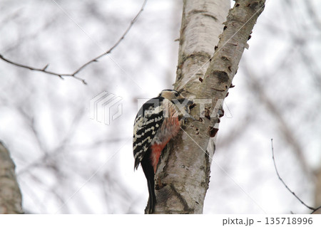 オオアカゲラ、大赤啄木鳥、エゾオオアカゲラ アカゲラ 北海道野鳥 オオアカゲラ、大赤啄木鳥、エゾオオアカゲラ アカゲラ 北海道野鳥 135718996