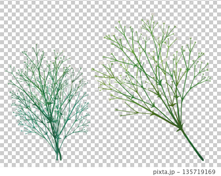 白色滿天星 白色滿天星 135719169