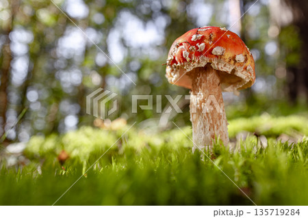 Fly agaric Mushroom In a forest. Fly agaric Mushroom In a forest. 135719284