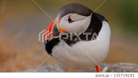 Atlantic puffin (Fratercula arctica), on the rock on the island of Runde (Norway). Atlantic puffin (Fratercula arctica), on the rock on the island of Runde (Norway). 135719285