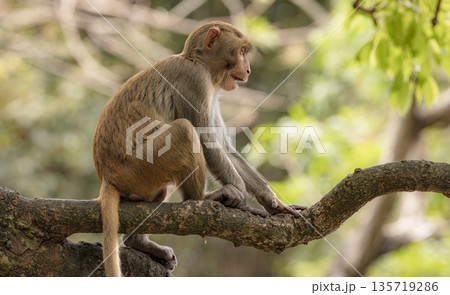 Macaques in nature. Macaques constitute a genus (Macaca) of gregarious monkeys. Macaques in nature. Macaques constitute a genus (Macaca) of gregarious monkeys. 135719286