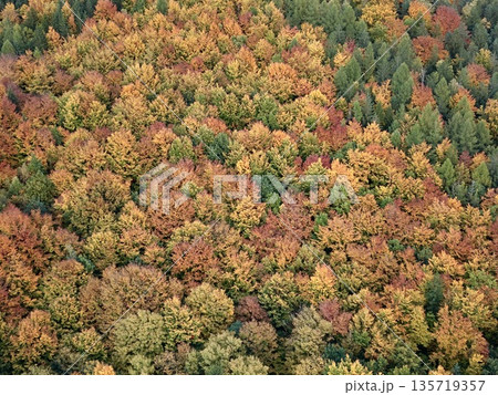 autumn leaves panorama, highangle perspective capturing mosaic of fall foliage on gently inclined landscape 135719357