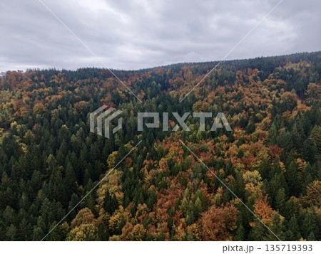 lush autumn tree cover featuring blend of evergreens and deciduous species across gentle slopes lush autumn tree cover featuring blend of evergreens and deciduous species across gentle slopes 135719393
