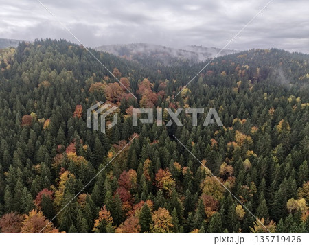 remote sensing survey capturing seasonal changes and terrain variations in mixed forest landscapes remote sensing survey capturing seasonal changes and terrain variations in mixed forest landscapes 135719426