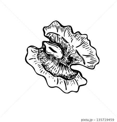 Peeled halved walnut kernel monochrome vector line art black ink sketch. Single dried nut slice etching drawing. Top view. Hand drawn piece for food packaging, culinary recipes Peeled halved walnut kernel monochrome vector line art black ink sketch. Single dried nut slice etching drawing. Top view. Hand drawn piece for food packaging, culinary recipes 135719459