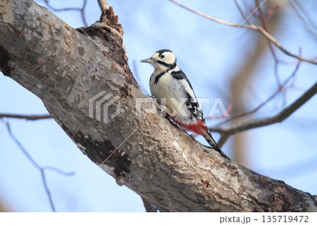 エゾアカゲラ アカゲラ ♂ キツツキ 北海道野鳥 エゾアカゲラ アカゲラ ♂ キツツキ 北海道野鳥 135719472