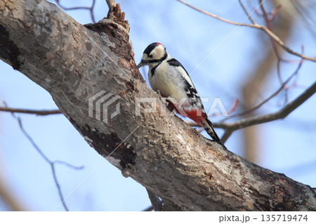 エゾアカゲラ アカゲラ ♂ キツツキ 北海道野鳥 エゾアカゲラ アカゲラ ♂ キツツキ 北海道野鳥 135719474