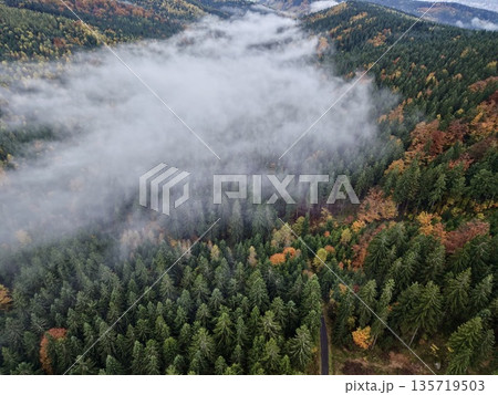 foggy arboreal landscape with ranger, morning fog envelops vibrant forest as ranger surveys trails 135719503