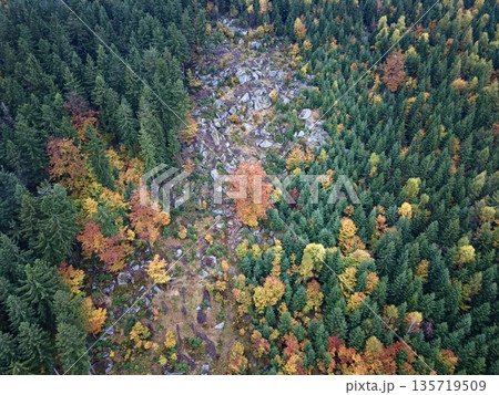 seasonal colors depict solitary arboreal scene, elevated view highlights lone orange amid lush landscape seasonal colors depict solitary arboreal scene, elevated view highlights lone orange amid lush landscape 135719509
