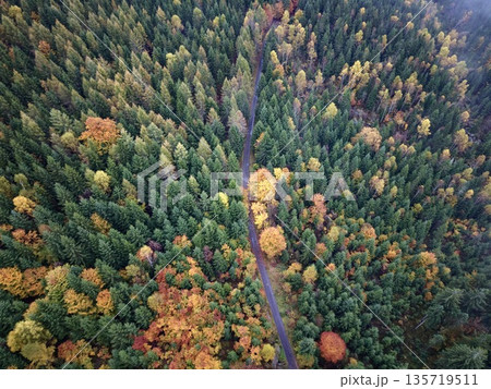 remote aerial photograph showcasing vibrant autumn trees and narrow path threading through nature remote aerial photograph showcasing vibrant autumn trees and narrow path threading through nature 135719511